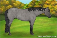 Horse Color:Grullo Roan 