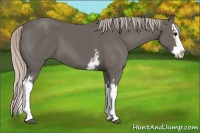 Horse Color:White Spotted Silver Black Splash 