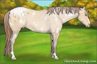 Horse Color:White Spotted Amber Champagne Sabino Appaloosa 