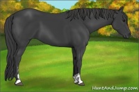 Horse Color:Smoky Black Sabino 