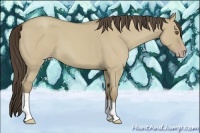 Horse Color:Classic Cream Champagne Roan Dun 