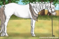 Horse Color:White Spotted Smoky Grullo Tobiano Appaloosa 