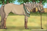 Horse Color:Red Dun Rabicano 