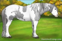Horse Color:Black Splash Tobiano Appaloosa Rabicano