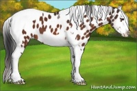 Horse Color:Bay Sabino Splash Tobiano Appaloosa 