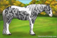 Horse Color:Black Splash Tobiano Varnish 
