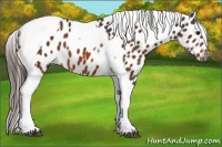 Horse Color:Bay Tobiano Blanket