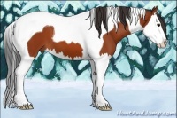 Horse Color:Bay Splash Tobiano