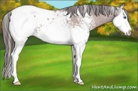 Horse Color:White Spotted Bay Splash Appaloosa