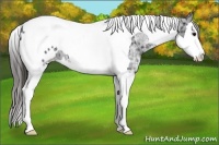 Horse Color:Black Ice Sabino Splash Tobiano Appaloosa 
