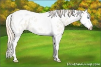 Horse Color:Smoky Creme Ice Dun Sabino Splash Tobiano Appaloosa Rabicano 