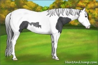 Horse Color:Black Splash Tobiano Rabicano