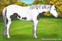 Horse Color:Black Sabino Splash Tobiano