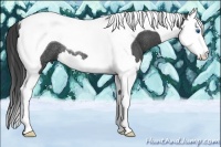 Horse Color:Smoky Black Splash Tobiano Rabicano 