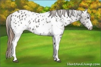 Horse Color:White Spotted Smoky Grullo Appaloosa 