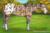 Horse Color:Plaid  Bay Splash Appaloosa 