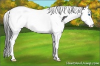 Horse Color:Smoky Black Splash Tobiano Rabicano 