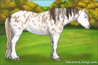 Horse Color:Plaid  Amber Champagne Sabino Splash Appaloosa Rabicano 