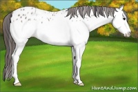 Horse Color:Bay Ice Sabino Splash Appaloosa 