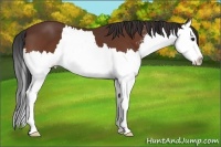 Horse Color:Bay Sabino Splash 