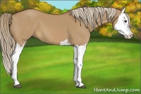Horse Color:Red Dun Splash
