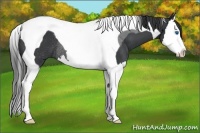 Horse Color:Black Sabino Splash Tobiano Rabicano