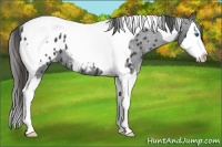 Horse Color:Black Sabino Splash Tobiano Appaloosa