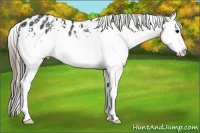 Horse Color:White Spotted Smoky Black Sabino Splash Appaloosa Rabicano