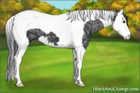 Horse Color:Black Ice Sabino Splash Tobiano 