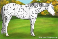 Horse Color:Black Ice Splash Appaloosa Rabicano 