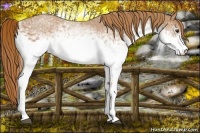 Horse Color:White Spotted Red Roan 