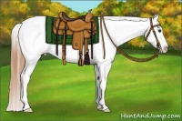 Horse Color:White Spotted Buckskin Dun Appaloosa 
