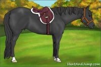 Horse Color:Smoky Black 
