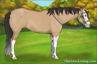 Horse Color:Bay Roan Dun Splash 