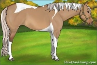 Horse Color:Silver Bay Dun Tobiano