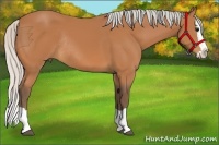 Horse Color:Silver Bay Splash Rabicano 