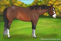 Horse Color:Bay Roan Splash 