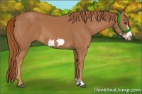 Horse Color:Chestnut Frame