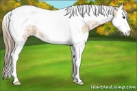 Horse Color:Buckskin Ice Splash Tobiano Appaloosa Rabicano 