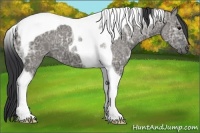 Horse Color:Grullo Ice Tobiano 