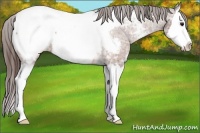 Horse Color:Bay Ice Sabino Splash Appaloosa Rabicano
