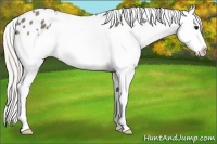 Horse Color:Silver Smoky Black Sabino Splash Varnish