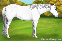 Horse Color:Black Sabino Splash Tobiano