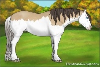 Horse Color:Amber Cream Champagne Sabino Splash 
