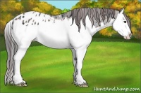 Horse Color:Plaid Black Sabino Splash Appaloosa Rabicano
