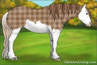 Horse Color:Plaid Chestnut Sabino Splash