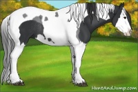 Horse Color:Black Splash Tobiano Rabicano