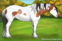 Horse Color:White Spotted Bay Splash Tobiano