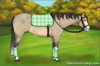 Horse Color:Buckskin Roan Dun Splash 