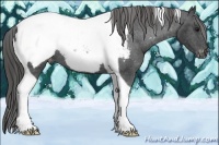 Horse Color:Black Tobiano Appaloosa